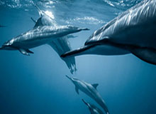 英超-库尼亚破门舍什科失良机 曼联1-1利兹联